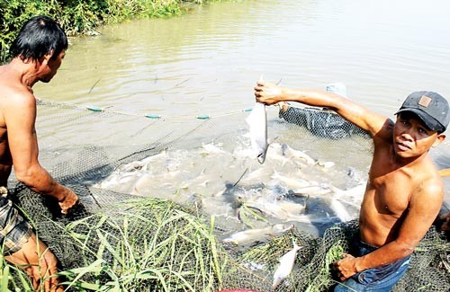 Seafood breeders hope a market recovery in the Mekong Delta (Photo: SGGP)